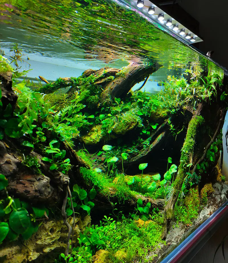 Luz LED Alta Potencia Casera para Acuario: Guía Completa - Cuántos vatios LED por litro acuario luz led alta potencia casera acuario - Cuántos vatios LED por litro acuario
